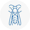 Strensall Wasp Nest Removal